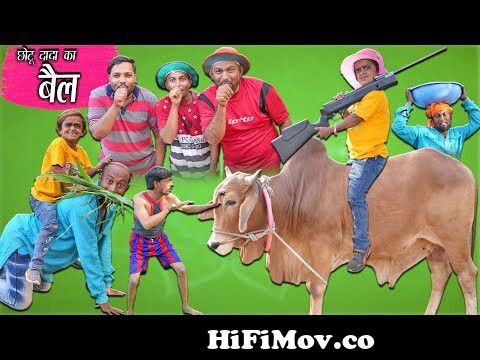 chotu dada ka bail | छोटू दादा का बैल | chhotu dada khandesh comedy video |  #chhotudada #chotudada from chotu comedy Watch Video 
