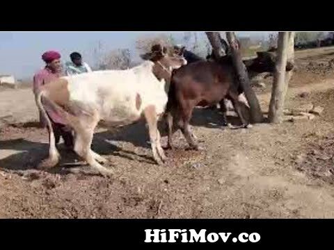 animal cross mating animal cross ❌❌ | xxx animal meting COW 🐄 animal cross  mating from anemail xxx com Watch Video 