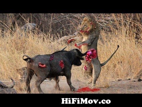 Lion vs Buffalo - Most Amazing Moments Of Wild Animal Fights! Wild Discovery  Animals #5 from dis cobari Watch Video 