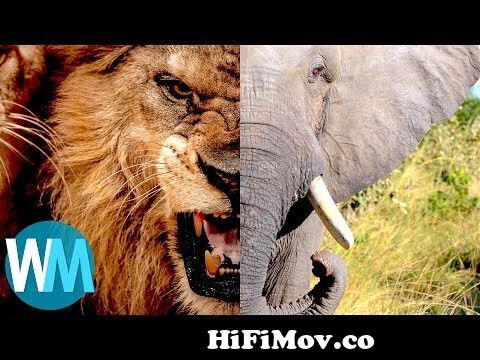 Top 10 Most Dangerous Animals in the World from top 10 dangerious in the  world Watch Video 