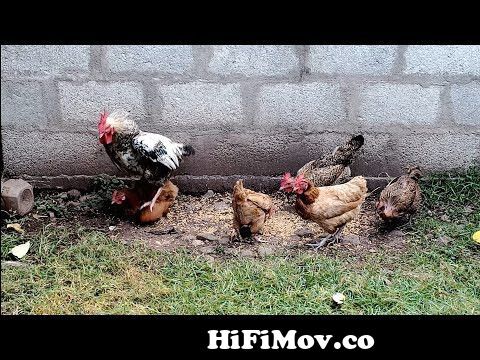 Rooster hen mating video 2022 | Hens breeding & feeding tips | Birds and  Animals sex vedio today from xxx hen Watch Video 