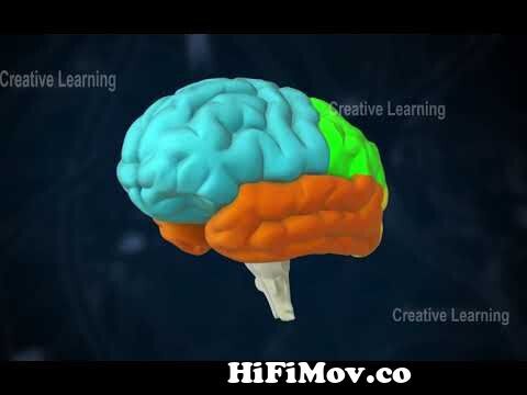 central nervous system || 3d Video|| 3d animation || Biology topic from 3d  video Watch Video 