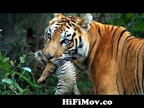wildlife documentary - Wild Thailand A Land of Beauty - Discovery channel  animals - Animal planet from www ডিছকবারি Watch Video 