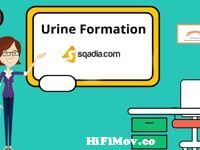 Urine Formation | Physiology Student Animation | Medical V-Learning |   from formation of urine Watch Video 