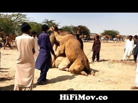 Camel Mating | Animal Breeding | Male and female camel enjoying xx at  camels market from www dhakawap sex camel video all Watch Video 