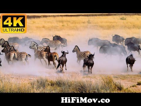 4K African Animal: Etosha National Park, Namibia - Amazing African Wildlife  Footage with Real Sounds from anamol¦ Watch Video 