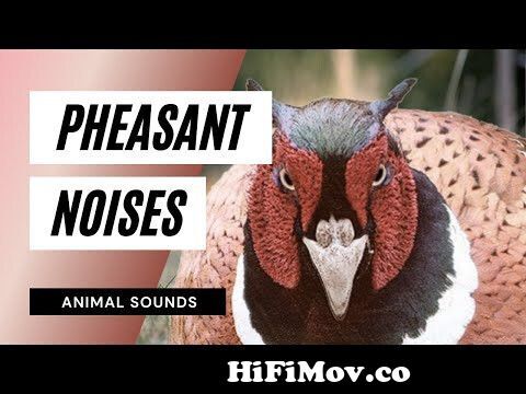 The animal Sounds: How PheasantSounds Sound Effect Animation from tor sahib  cock mp3 Watch Video 