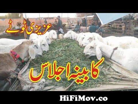 Bakra Eid Special Funny Azizi Totay I Tezabi Totay Funny Punjabi Dubbing  from tezabi totay bakra mandi Watch Video 