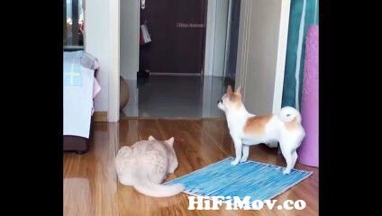 Baby Cats Cute and Funny Cat Videos Compilation #6| Haha Animal from s cute  438 emiri 1 Watch Video 