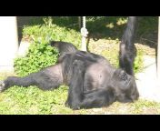 Something About Gorillas ゴリラっぱTV