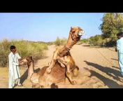CAMEL by Thar
