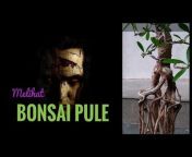 Bonsai in Java land TV