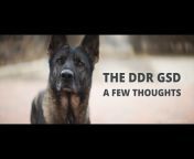 DDR German Shepherd Dog