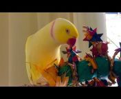Peekaboo Parrots