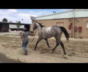 EquineRacers