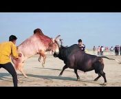 Chittagong Cattle Market