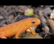 The Salamander Wilds