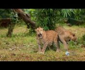 Wildlife Odisha