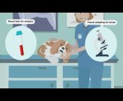 Science Animated