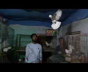 Pigeon Lover Monnaf