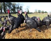 AAA Turkey Farm
