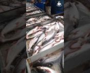 SKD Fish Reviews