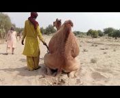Camel vlogs