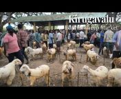 Mashallah Goat sale Hyderabad