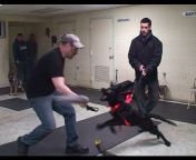 Dog Training by K9-1.com