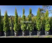 Evergreen Trees Direct