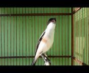 Video Burung ASLI