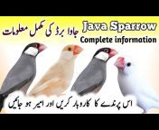 Birds info video
