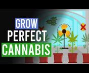 The Cannabis Experts
