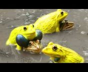 Frog Video