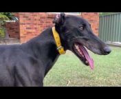 Greyhound Racing NSW