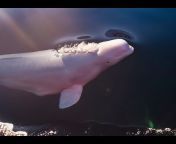 Orca channel
