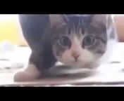 1 Minute Kitties