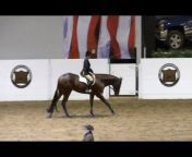HORSE SALE AND SHOW VIDEOS
