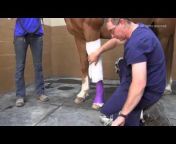 Horse Side Vet Guide - Equine Health Website u0026 Mobile App for Horse Owners u0026 Equine Professionals