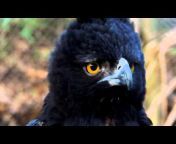 Bogota Birding u0026 Colombia Wildlife Tours