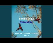 Sonido Del Bosque y Naturaleza - Topic