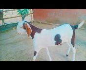 M Kashif Goat Farm