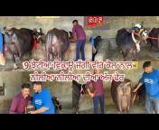 Sandeep dairy farm