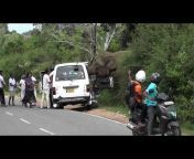 Elephant attacks
