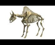 3D Horse Models
