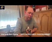 Feathers Elite Pigeon Auctions
