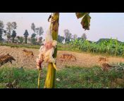 4K Wildlife Bangladesh
