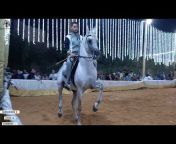 الخيول العربيه - Arabian Horses