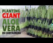 The Aloe Vera Garden