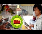 Kolkata Lovebirds